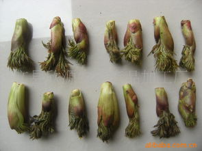 文縣欣源農副產品加工廠野生菜類產品列表簡介